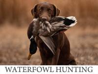 Kansas Waterfowl Hunting